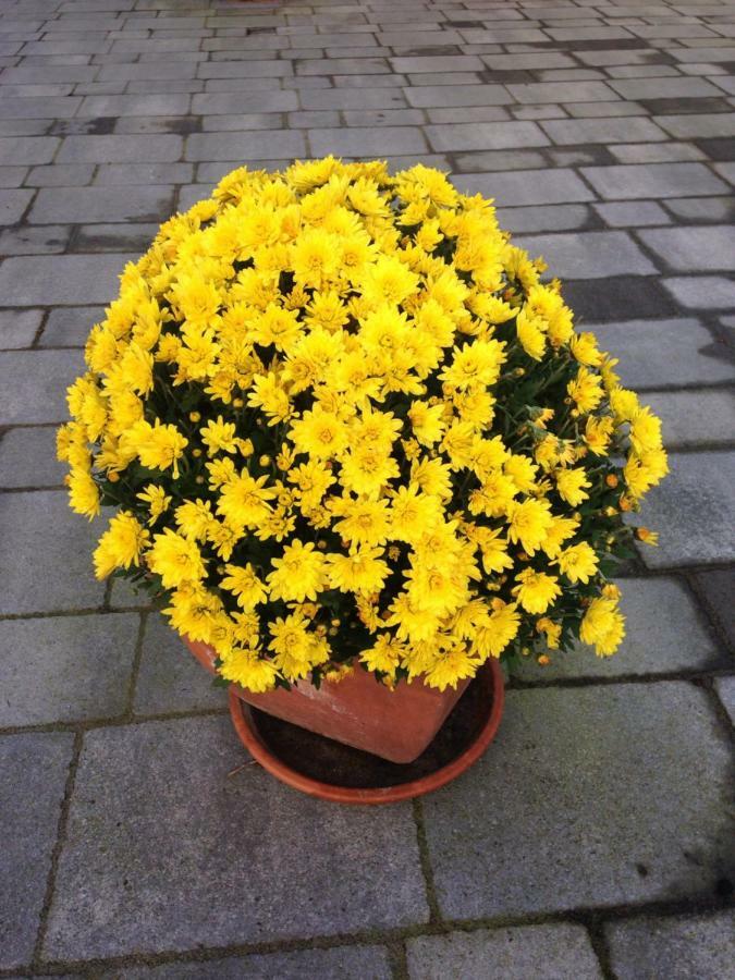 Accommodatie bij particulieren Arrive & Relax - Volkmar Düsseldorf